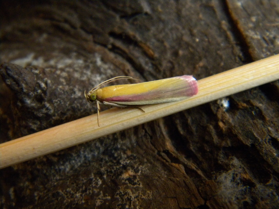 Oncocera semirubella